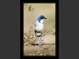 Azure Friend
Western Scrub Jay
8x11
Serial #ABDSF2N000022
Available:  Contact Us