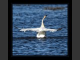 "Graceful Dancer VI"
Tundra Swan
7x7
Serial #ASWSF1N000045
Available:  Contact Us