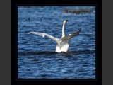 "Graceful Dancer VII"
Tundra Swan
7x7
Serial #ASWSF1N000046
Available:  Contact Us