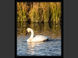 "Graceful Dancer IX"
Tundra Swan
8x12
Serial #ASWSF1N000048
Available:  Contact Us