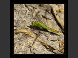"On the Rocks"
Green Darner Dragonfly
9x9
Serial #ADGSF2N000054
Available:  Contact Us
10x10
Serial #ADGSW3B00011
Barn Wood Frame Available: Contact Us