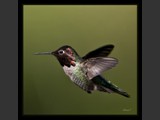 "Ruby Dancer"
Ruby Throated Hummingbird
8x7
Serial #ABDSF1N000016
SOLD!
8x8
Serial #ABDSW3B00009
Barn Wood Frame Available: Contact Us