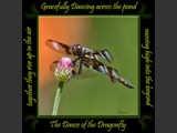 Eight Spotted Skimmer
Dance of the Dragonfly Book
5x5 Free Float Wall Print
Laminated on 1/4" Sintra
OR
Furniture Friendly Coaster Set
Available:  Contact Us