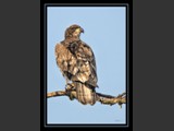 Chiseled
Juvenile Bald Eagle
9x12
Serial #AHKSF2N000011
Available:  Contact Us