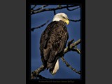 Pursuit of Excellence
American Bald Eagle
13x18
Serial #AHKSF2P000007
Sintra Print Available:  Contact Us