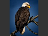 "Pursuit of Excellence"
American Bald Eagle
24x30
Serial #ABDSW4B00018
Barn Wood Frame Available: Contact Us
16x20
Serial #ABDSW3B00020
Barn Wood Frame Available: Contact Us