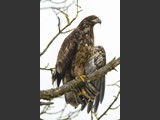 "Stretching Out"
Juvenile Eagle
16x24
Serial #ABDSW3B00030
Barn Wood Frame Available: Contact Us