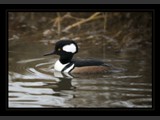 Secret Boy
Male Hooded Merganser
7x10
Serial #ADKSF2N000028
Available:  Contact Us