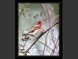 Berry Muncher
House Finch
8x9
ABDSF1N000017
Available:  Contact Us