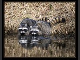 "Masked Mates"
Racoons
12x15
Serial #AANSF2N000037
Available:  Contact Us