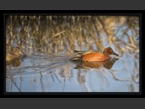 "Catching Up"
Male/Female Cinnamon Teal
13x8
Serial #ADKSF2N000015
Available:  Contact Us