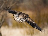 "Power of Flight"
Juvenile Eagle
18x24
Serial #ABDSW3B00022
Barn Wood Framed Available: Contact Us