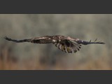 "Wings of Pursuit"
Juvenile Eagle
10x20
Serial #ABDSW3B0014
Barn Wood Frame Available: Contact Us
