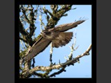 "Airborn I"
Red-Tail Hawk
10x10
Serial #AHKSF1N00003
Available:  Contact Us