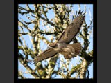 "Airborn II"
Red-Tail Hawk
10x10
Serial #AHKSF1N00004
Available:  Contact Us