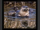 "Playful Friends"
River Otters
11x13
Serial #AANSF2N000038
"Airborn I"
Red-Tail Hawk
10x10
Serial #AHKSF1N00003
Available:  Contact Us