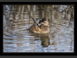 "Freshening Up"
Female Ringneck Duck
11x16
Serial #ADKSF2N000027
"Airborn I"
Red-Tail Hawk
10x10
Serial #AHKSF1N00003
Available:  Contact Us