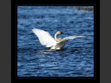 "Graceful Dancer I"
Tundra Swan
7x7
Serial #ASWSF1N000040
Available:  Contact Us