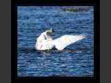 "Graceful Dancer II"
Tundra Swan
7x7
Serial #ASWSF1N000041
Available:  Contact Us