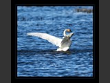 "Graceful Dancer III"
Tundra Swan
7x7
Serial #ASWSF1N000043
Available:  Contact Us