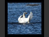 "Graceful Dancer IV"
Tundra Swan
7x7
Serial #ASWSF1N000044
Available:  Contact Us