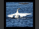 "Graceful Dancer V"
Tundra Swan
7x7
Serial #ASWSF1N000044
Available:  Contact Us