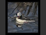 "Secret Color"
Male Bufflehead
10x10
Serial #ADKSF2N000021
Available:  Contact Us