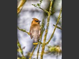 "Looking Back"
Cedar Waxwing
9x12
Serial #ABDSW3B00010
Barn Wood Frame Available: Contact Us