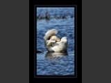 "Graceful Dancer VIII"
Tundra Swan
8x12
Serial #ASWSF1N000047
Available:  Contact Us