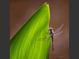 "Hanging on Green"
10x10
Canvas Framed
Available: Contact Us