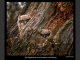"Curious Eyes"
Baby Great Horned Owls
2012 National Parks & Recreation Contest Winner!
28x22
Serial #ABDSF4S000031
Sintra Print Available:  Contact Us
22x28
Serial #ABDSW3B00017
Barn Wood Frame Available: Contact Us
24x30
Serial #ABDSW4B00018
Barn Wood Frame Available:  Contact Us