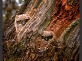 "Curious Eyes"
Baby Great Horned Owls
2012 National Parks & Recreation Contest Winner!
22x28
Serial #ABDSW3B00017
Barn Wood Frame Available: Contact Us
24x30
Serial #ABDSW4B00018
Barn Wood Frame Available:  Contact Us