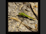 "On the Rocks"
Green Darner Dragonfly
9x9
Serial #ADGSF2N000054
Available:  Contact Us
10x10
Serial #ADGSW3B00011
Barn Wood Frame Available: Contact Us