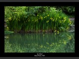 "Iris Island"
Brush Prairie, Washington
14x20
Serial #ALSSF3P000013
Sold