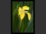 Yellow Iris
10x15
Serial #ALSSF2N000020
Available:  Contact Us