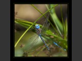 "Delightful Pass"
Blue Darner Dragonfly & Damselfly
9x9
Serial #ADGSF2N000055
Available:  Contact Us
12x18
SErial #ADGSW3B00026
Barn Wood Frame Available: Contact Us