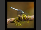 "Feathers of Green"
Dragonfly
9x9
Serial #ADGSF2N000057
Sintra Print Available:  Contact Us
10x10
Serial #ADGSW3B00013
Barn Wood Frame Available: Contact Us