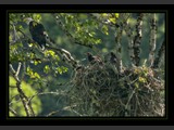 Feeding Time
American Bald Eagle
7x10
Serial #AHKSF1N00008
Available:  Contact Us