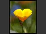 Yellow Poppy
10x13
Serial #AFLSF2N000014
Available:  Contact Us
