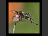 "Dancer of Light VII"
Dragonfly
9x9
Serial #ADGSF2N000058
Sintra Print Available:  Contact Us
8x8
Serial #ADGSW3B00008
Barn Wood Frame Available: Contact Us