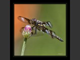 "Dancer of Light VII"
Dragonfly
9x9
Serial #ADGSF2N000058
Sintra Print Available:  Contact Us
8x8
Serial #ADGSW3B00008
Barn Wood Frame Available: Contact Us