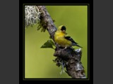 "Fluffy Fellow"
American Goldfinch
7x8
Serial #ABDSF1N000024
Available:  Contact Us
10x10
Serial #ABDCV1N000013
Canvas Framed | Artist Retouched w/Acrylics
Avalalble: Contact Us
