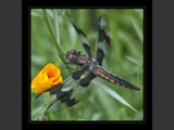 "Poppies in Paradise"
Eight Spotted Dragonfly
9x9
Serial #ADGSF2N000052
Sintra Print Available:  Contact Us
12x18
Serial #ADGSW3B00012
Barn Wood Frame Available:  Contact Us