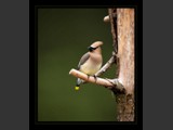 "Cedar Waxwing"
8x7
Serial #ABDSF1N000023
Available:  Contact Us