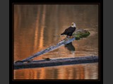 "Sunset Cry"
American Bald Eagle
11x10
Serial #AHKSF2N000012
Available:  Contact Us