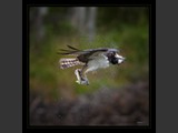 Osprey V
Size: 10x10
Serial #AHKSF2N000060
SOLD!