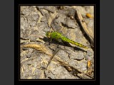 "Dancer of Light III"
Western Pondhawk
Laminated & Mounted on 1/2" Waterproof Foam Board
9x9
Serial #ADGSF2N000054
Available: Contact Us