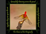 Red-Veined Meadowhawk
Dance of the Dragonfly Book
5x5 Free Float Wall Print
Laminated on 1/4" Sintra
OR
Furniture Friendly Coaster Set
Available:  Contact Us