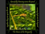 Saffron-winged Meadowhawk
Dance of the Dragonfly Book
5x5 Free Float Wall Print
Laminated on 1/4" Sintra
OR
Furniture Friendly Coaster Set
Available:  Contact Us