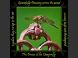Variegated Meadowhawk
Dance of the Dragonfly Book
5x5 Free Float Wall Print
Laminated on 1/4" Sintra
OR
Furniture Friendly Coaster Set
Available:  Contact Us